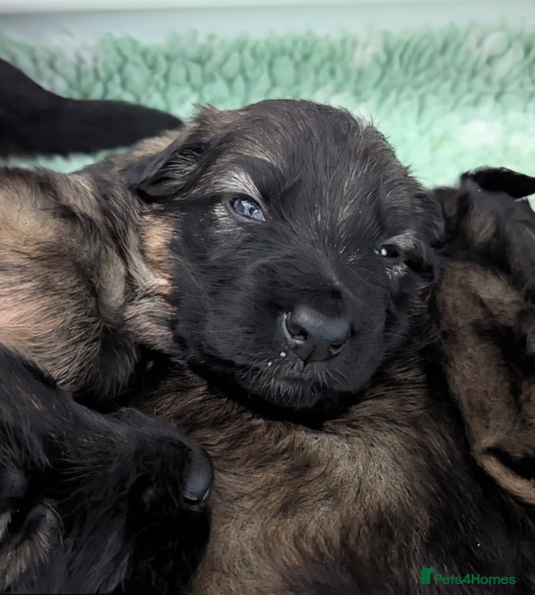 German Shepherd dogs for sale: Beautiful KC German Shepherd Puppies health tested - Image 26