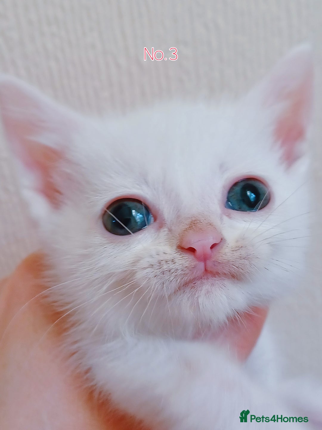 Mixed Breed cats for sale: 4 Gorgeous Pure White Kittens Available 7th Nov - Image 26