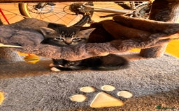 Mixed Breed cats for sale: Beautiful and super playful kittens  - Image 6