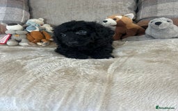 Cockapoo dogs for sale: Gorgeous F1 cockapoo puppies  - Image 29