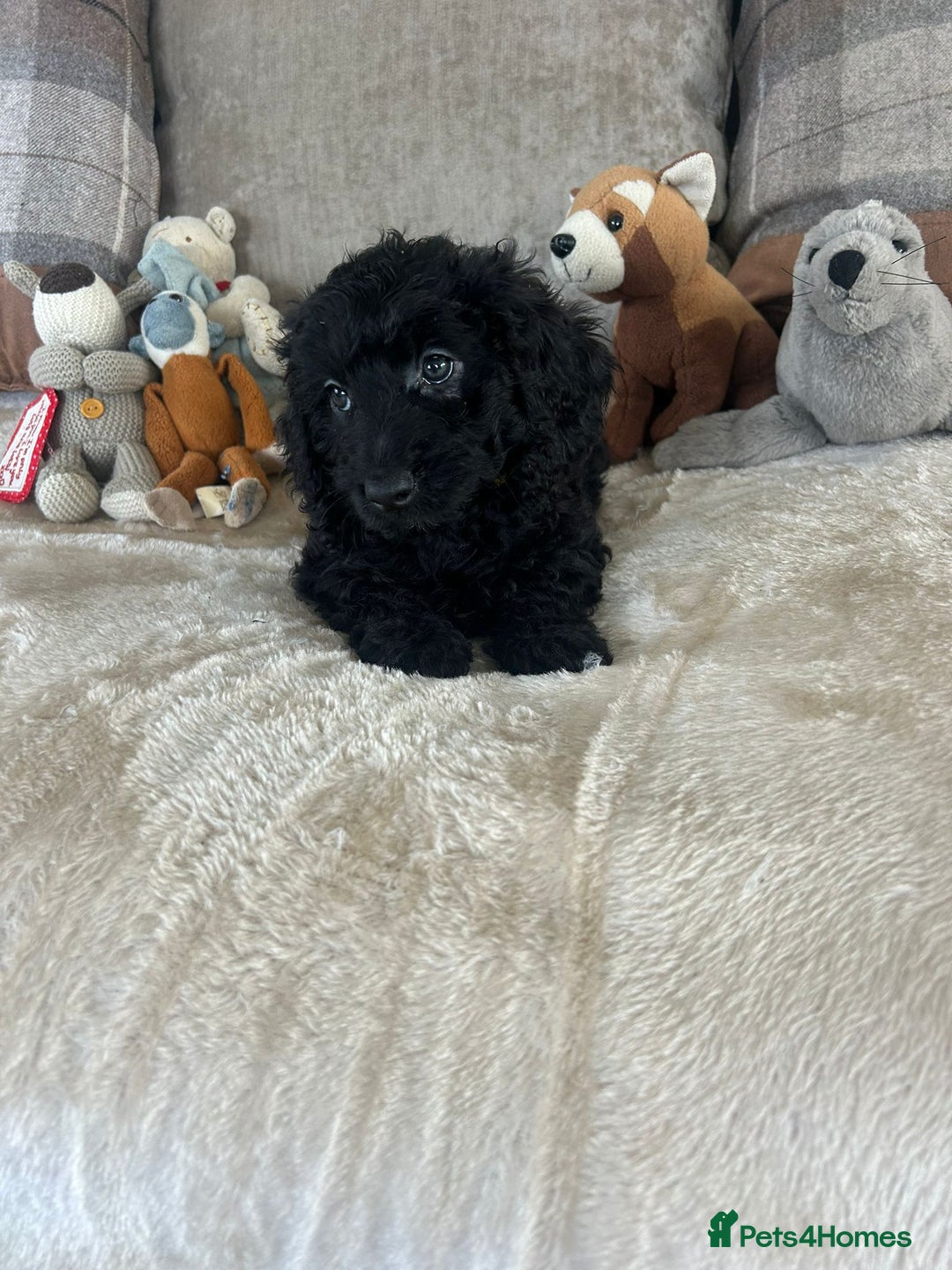 Cockapoo dogs for sale: Gorgeous F1 cockapoo puppies  - Image 29