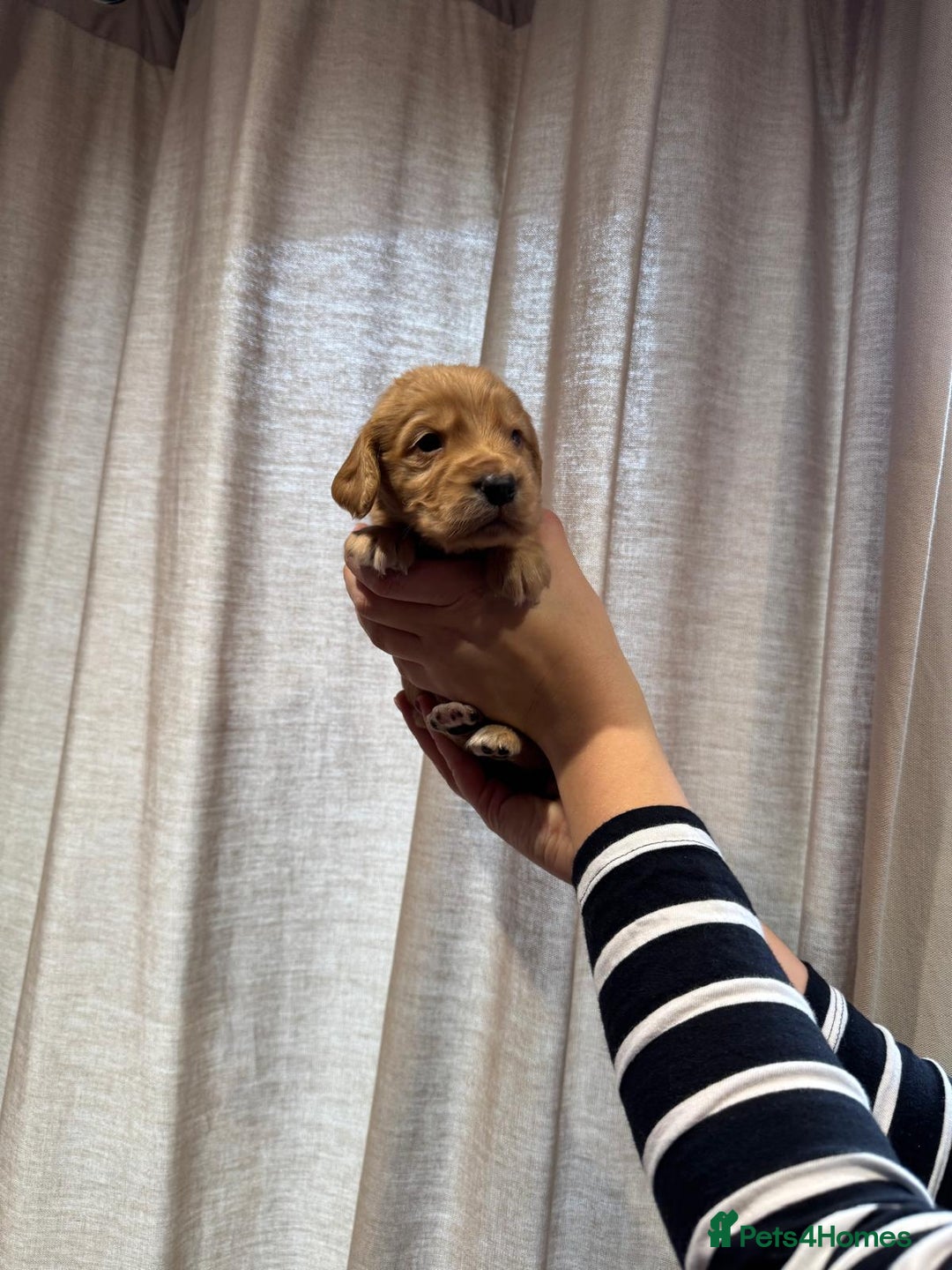 Cocker Spaniel dogs for sale: Golden working Cocker spaniels - Advert 7