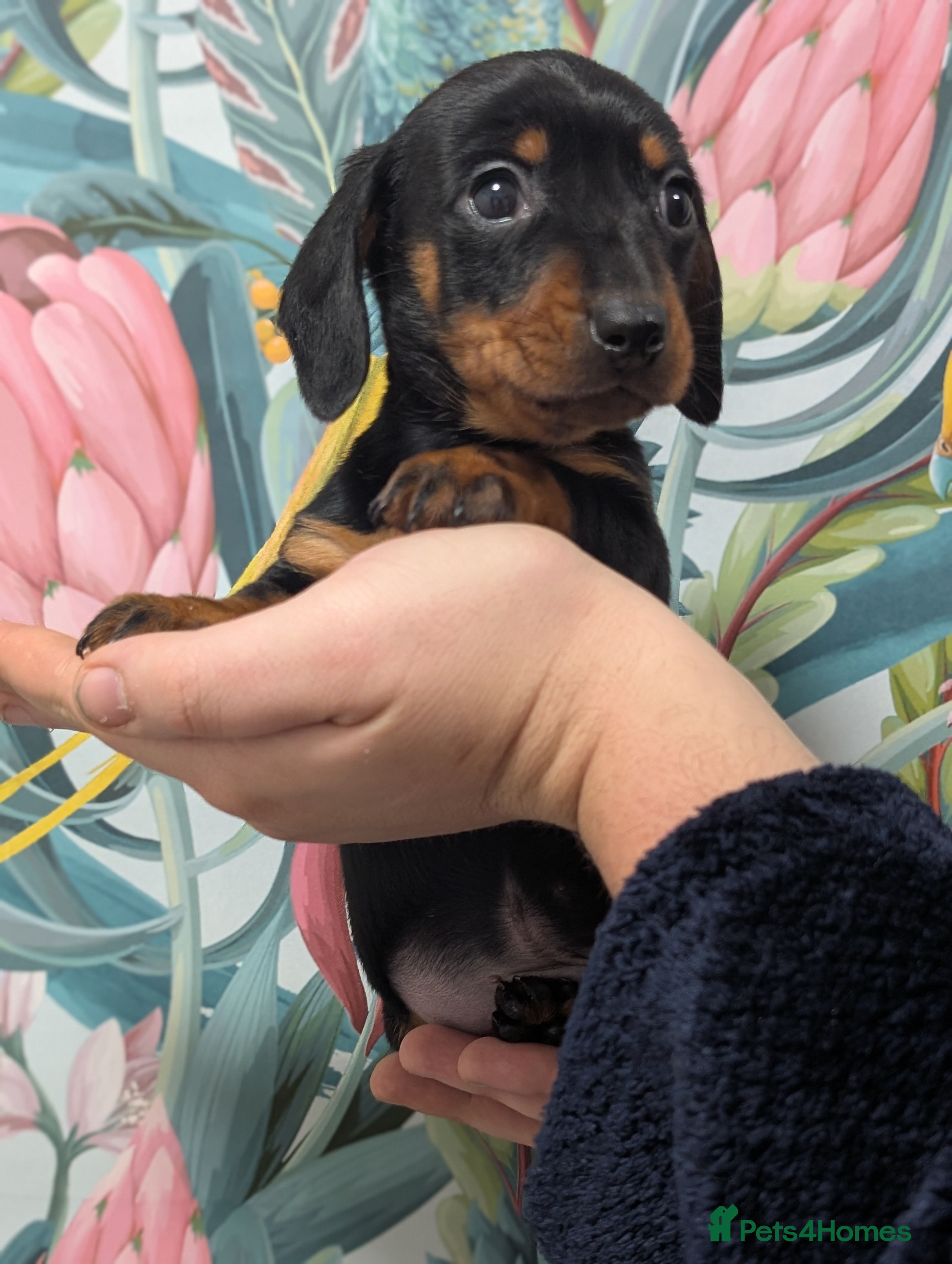 Miniature Dachshund dogs Tiny Miniature Dachshunds!! DNA CLEAR - Advert 2