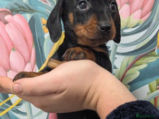 Miniature Dachshund dogs Tiny Miniature Dachshunds!! DNA CLEAR - Advert 1