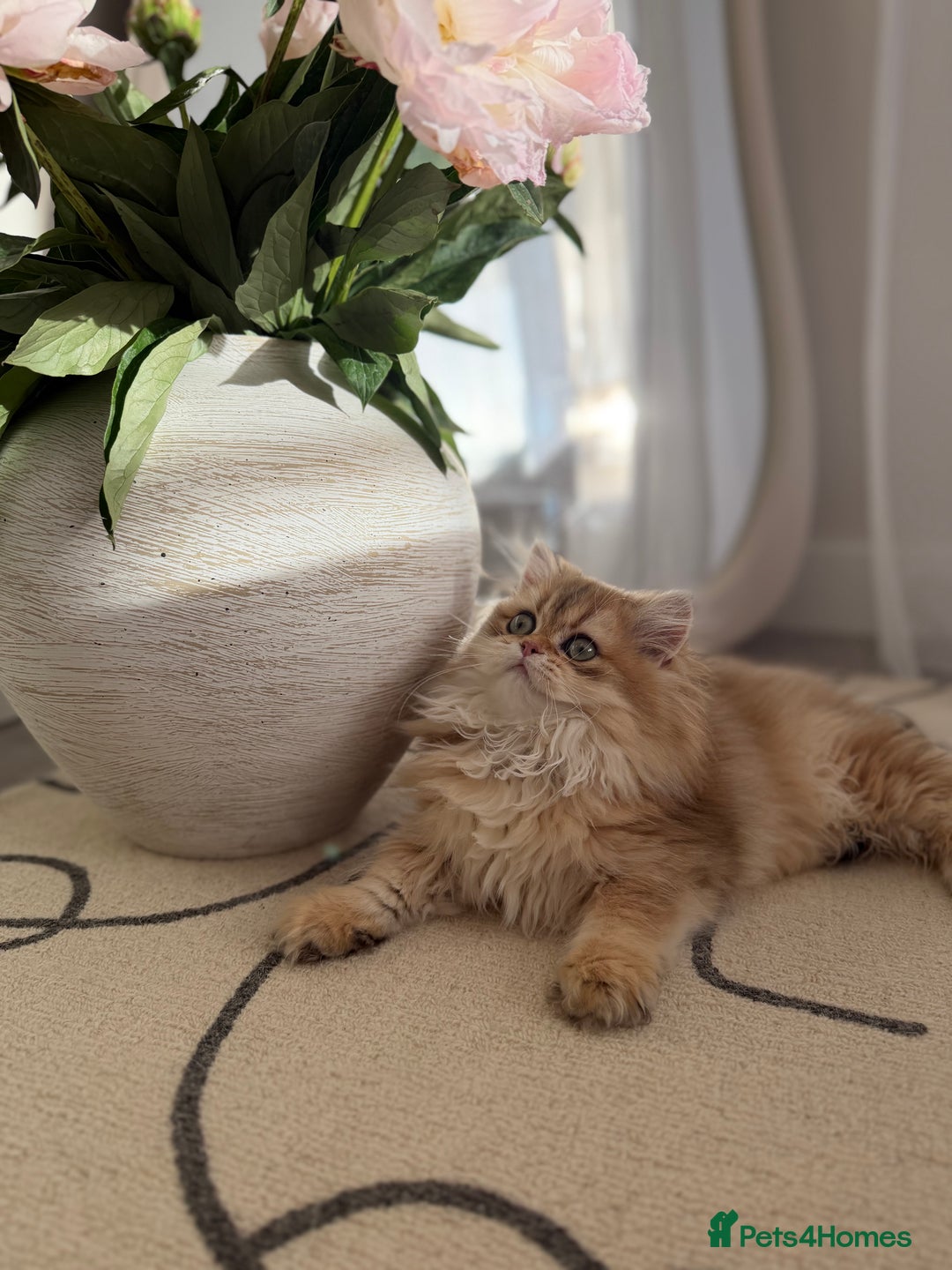 British Shorthair cats for sale: Golden British Longhair kitten  - Advert 2