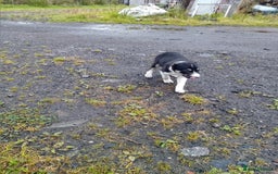 Border Collie dogs for sale: Border collie dog pup for sale  - Image 5