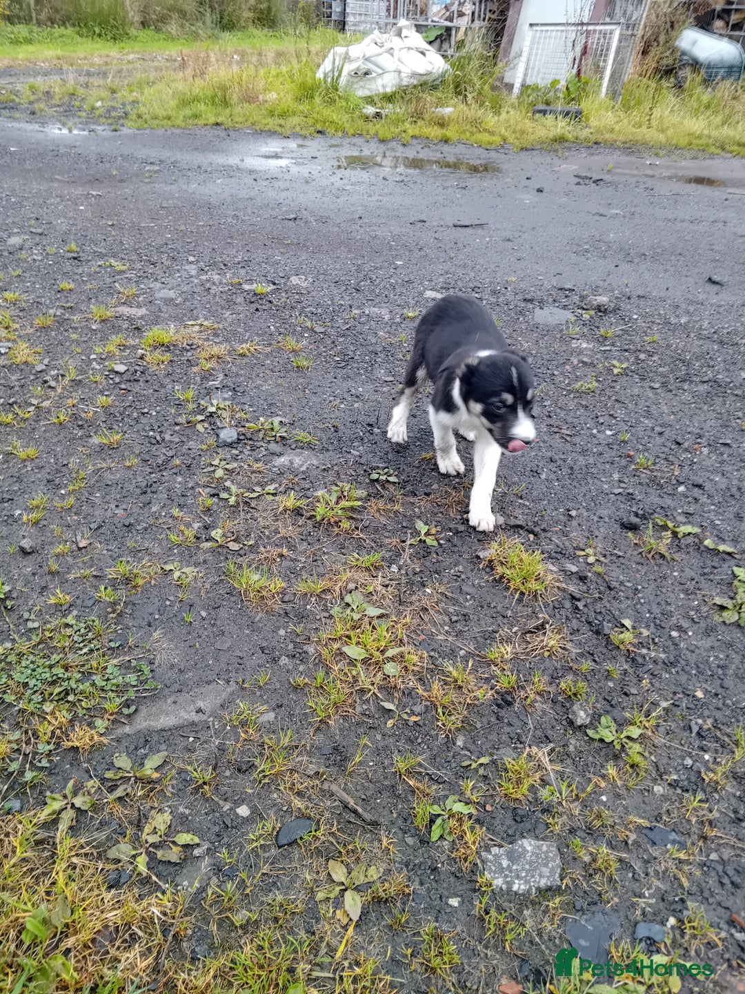 Border Collie dogs for sale: Border collie dog pup for sale  - Image 5