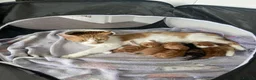 Domestic Shorthair cats for sale: Kittens for sale  - Advert 1