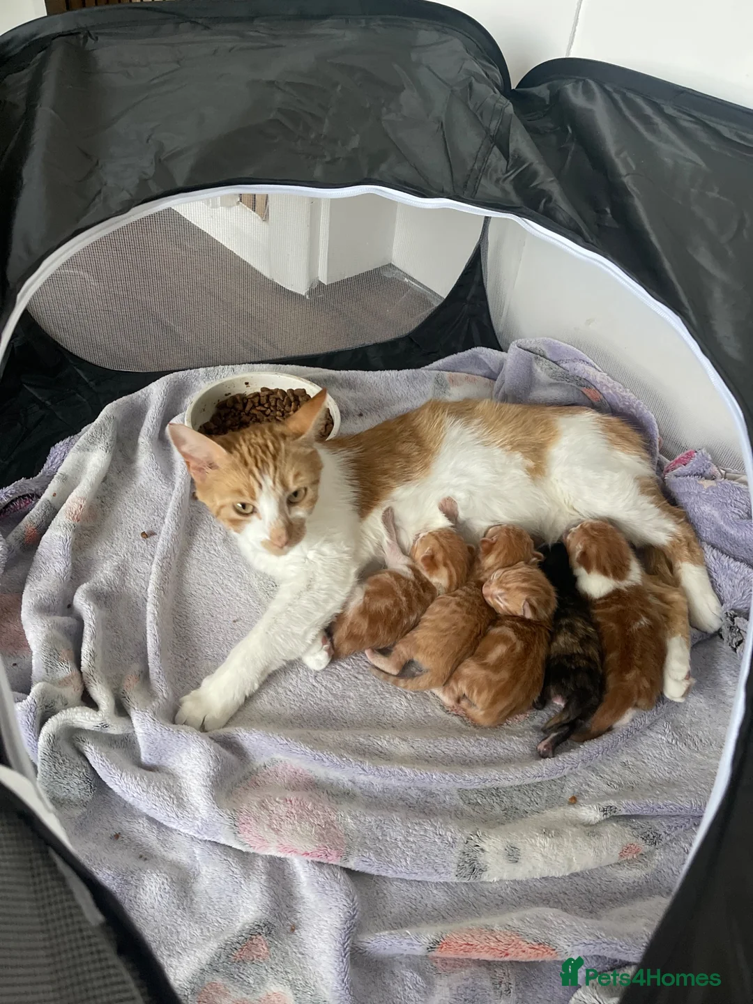 Domestic Shorthair cats for sale: Kittens for sale  - Advert 1