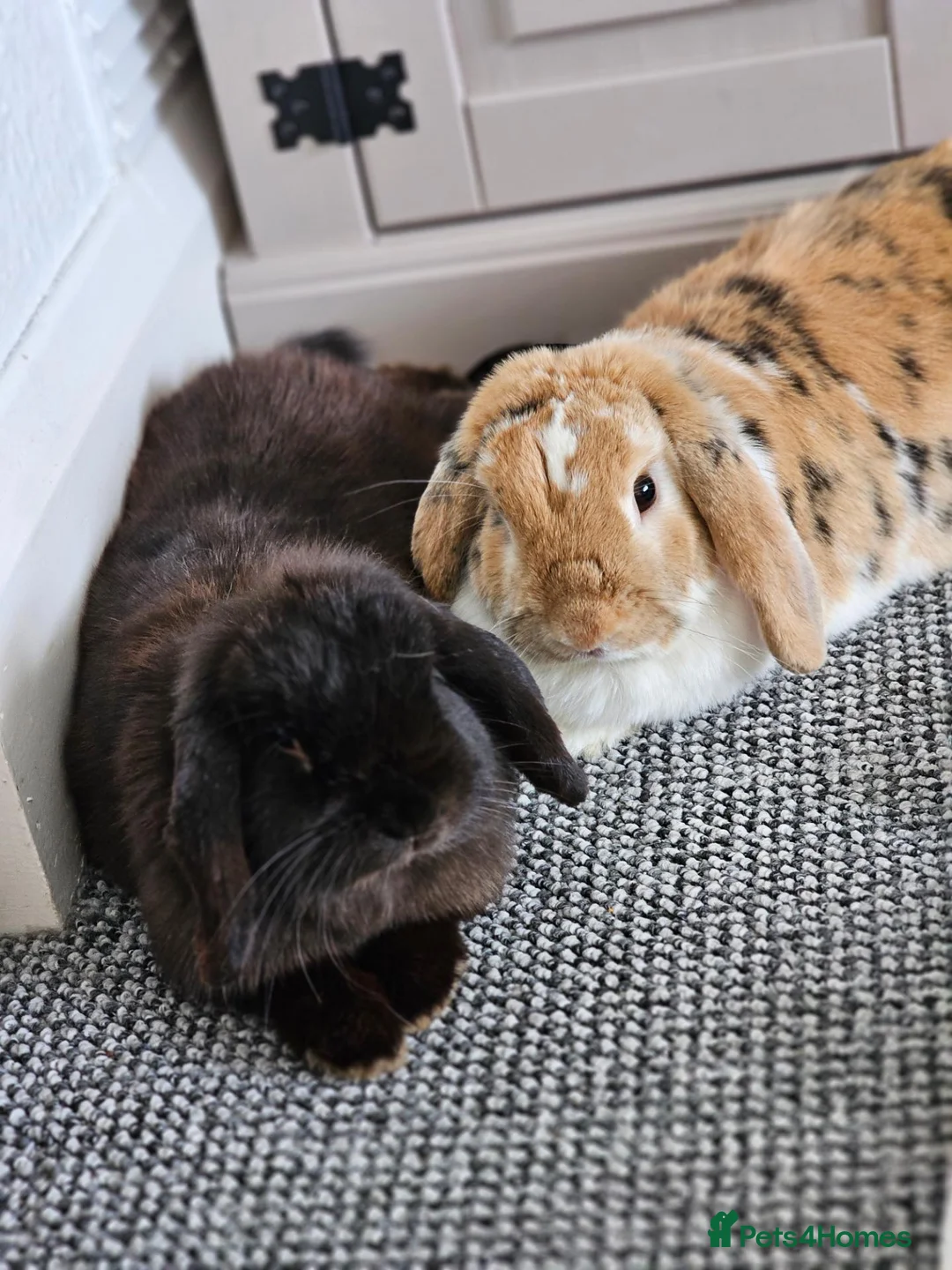Mixed Breed rabbits for sale: Bonded pair of Rabbits in Nottingham - Advert 9