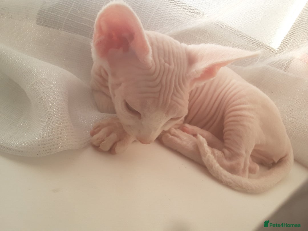 Sphynx cats for sale: Shuga Candi - Image 2