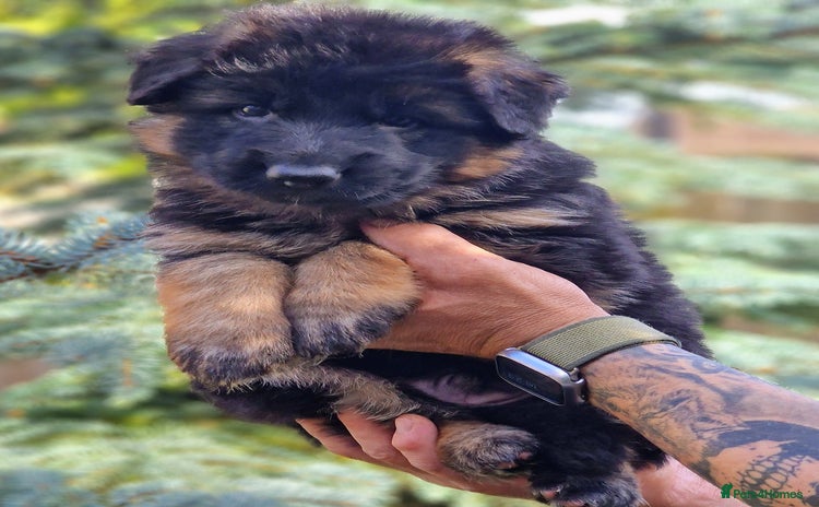German Shepherd dogs - Advert 9