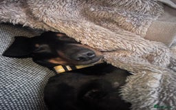 Dachshund dogs for stud: Dachshund for stud  in Heywood - Image 12