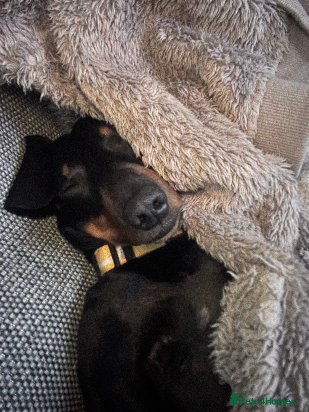 Dachshund dogs for stud: Dachshund for stud  in Heywood - Image 12