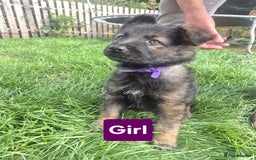 German Shepherd dogs for sale: German Shepherd puppies  - Image 7