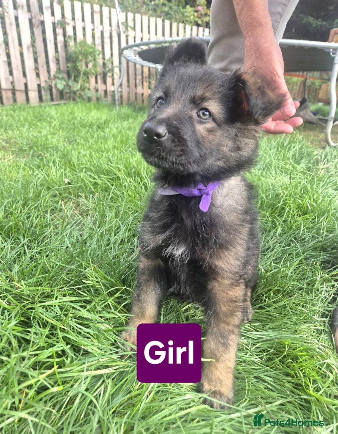 German Shepherd dogs for sale: German Shepherd puppies  - Image 7