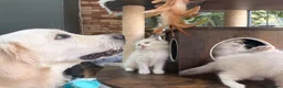 Ragdoll cats for sale: 🏆Sired by Imperial Grand Champion TICA REGISTERED - Advert 20