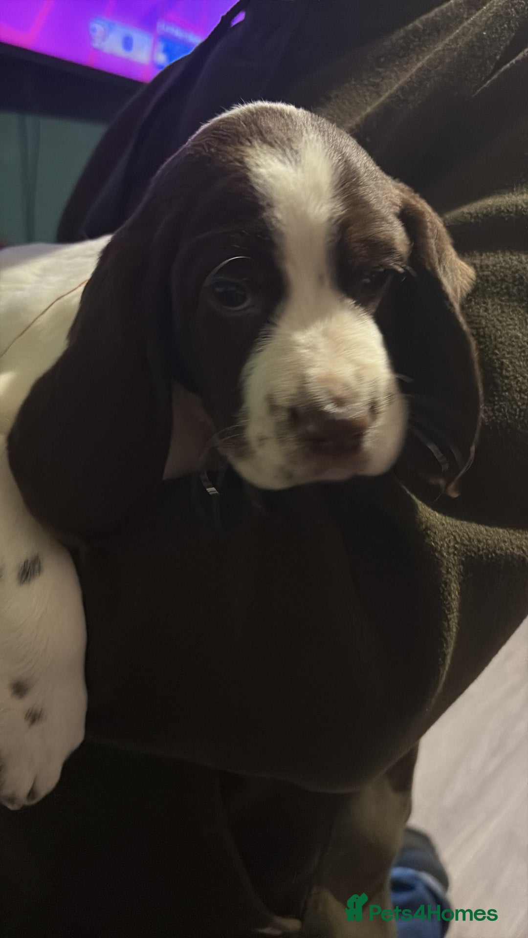 Cockerdor dogs for sale: Cockerdors  - Advert 11