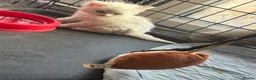 Perdoll cats for sale: Kittens to reserve - Advert 6