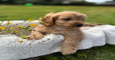 Cockapoo dogs - Advert 15