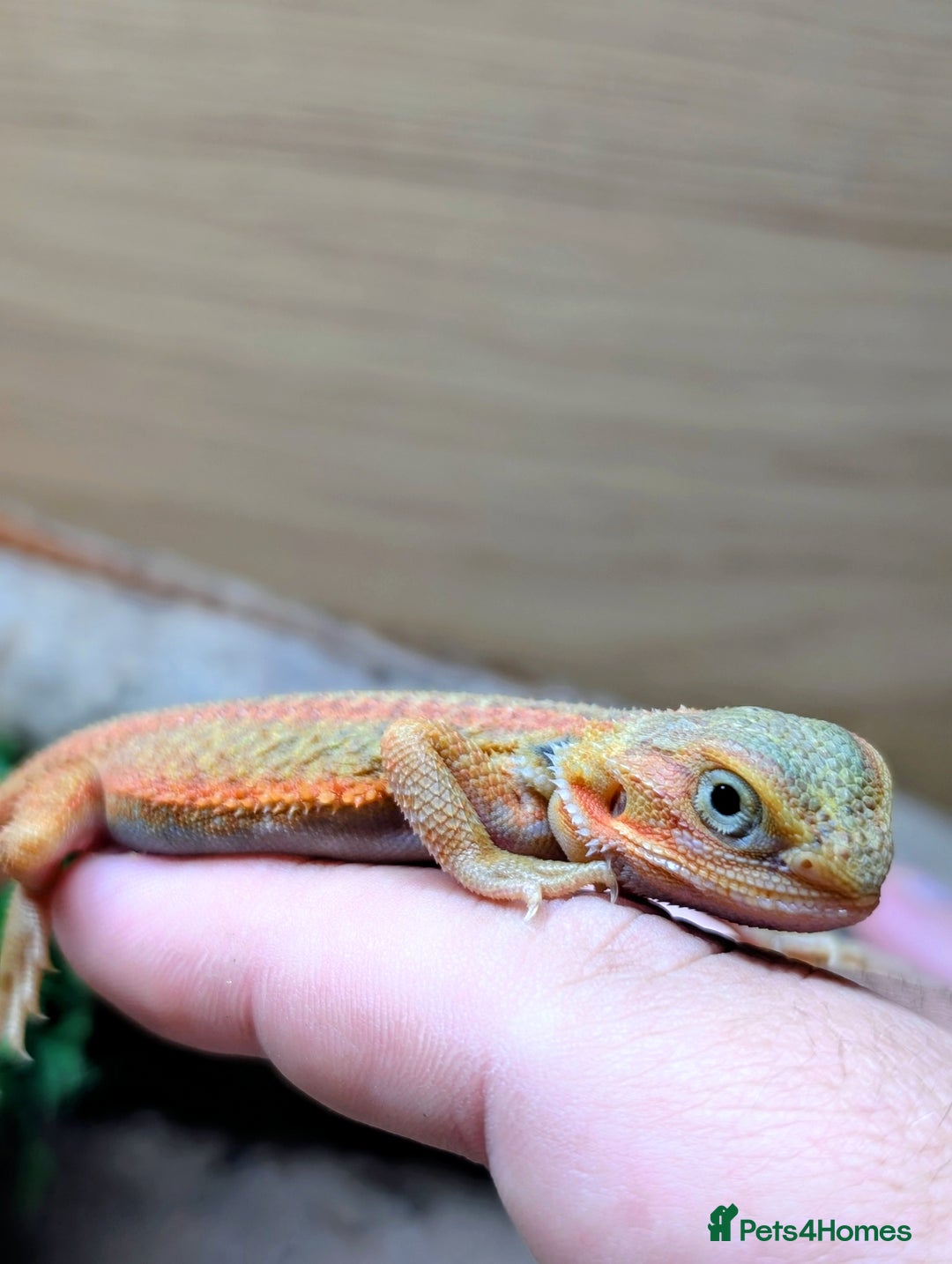 Bearded Dragon reptiles for sale: 50% & 100% red monster bearded dragons  - Image 27