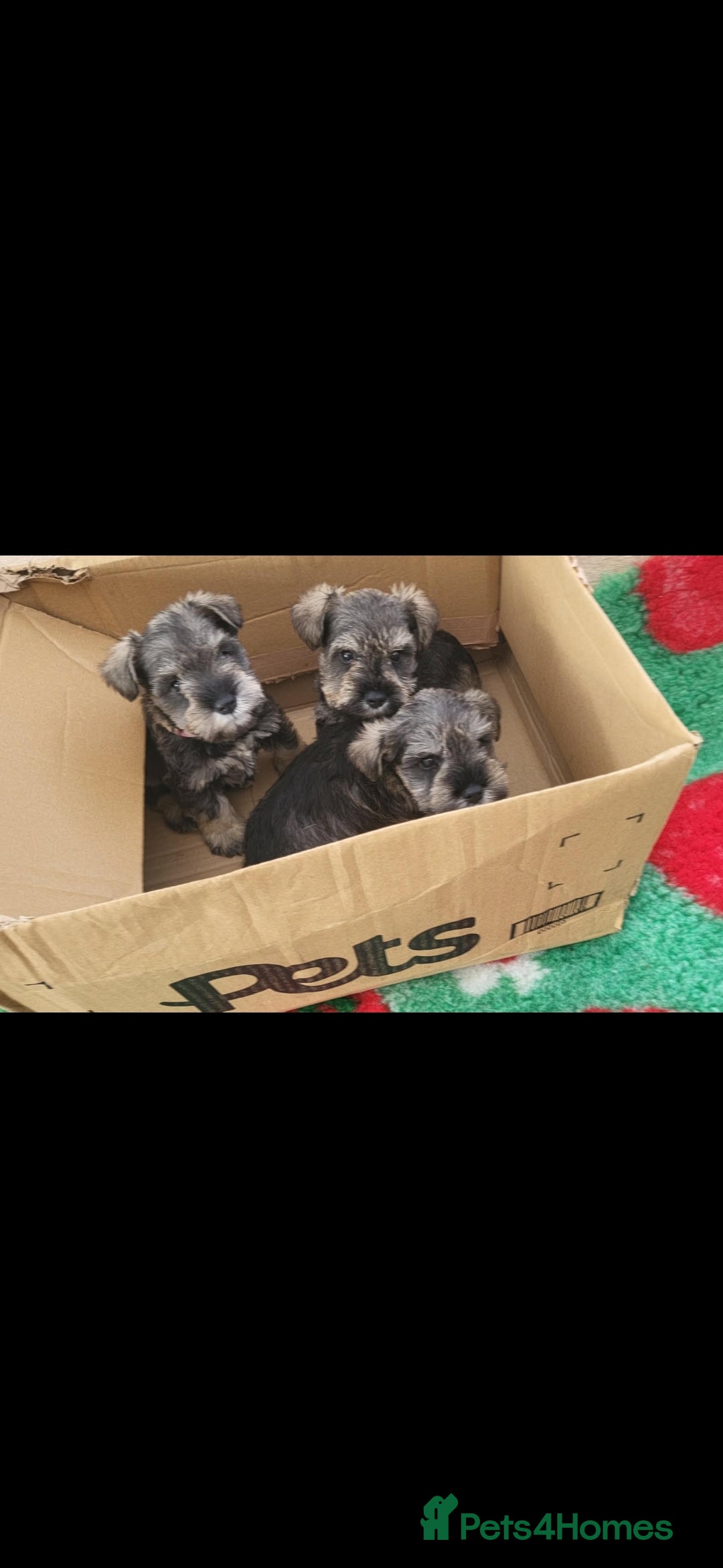 Miniature Schnauzer dogs for sale: miniature schnauzer  - Advert 8