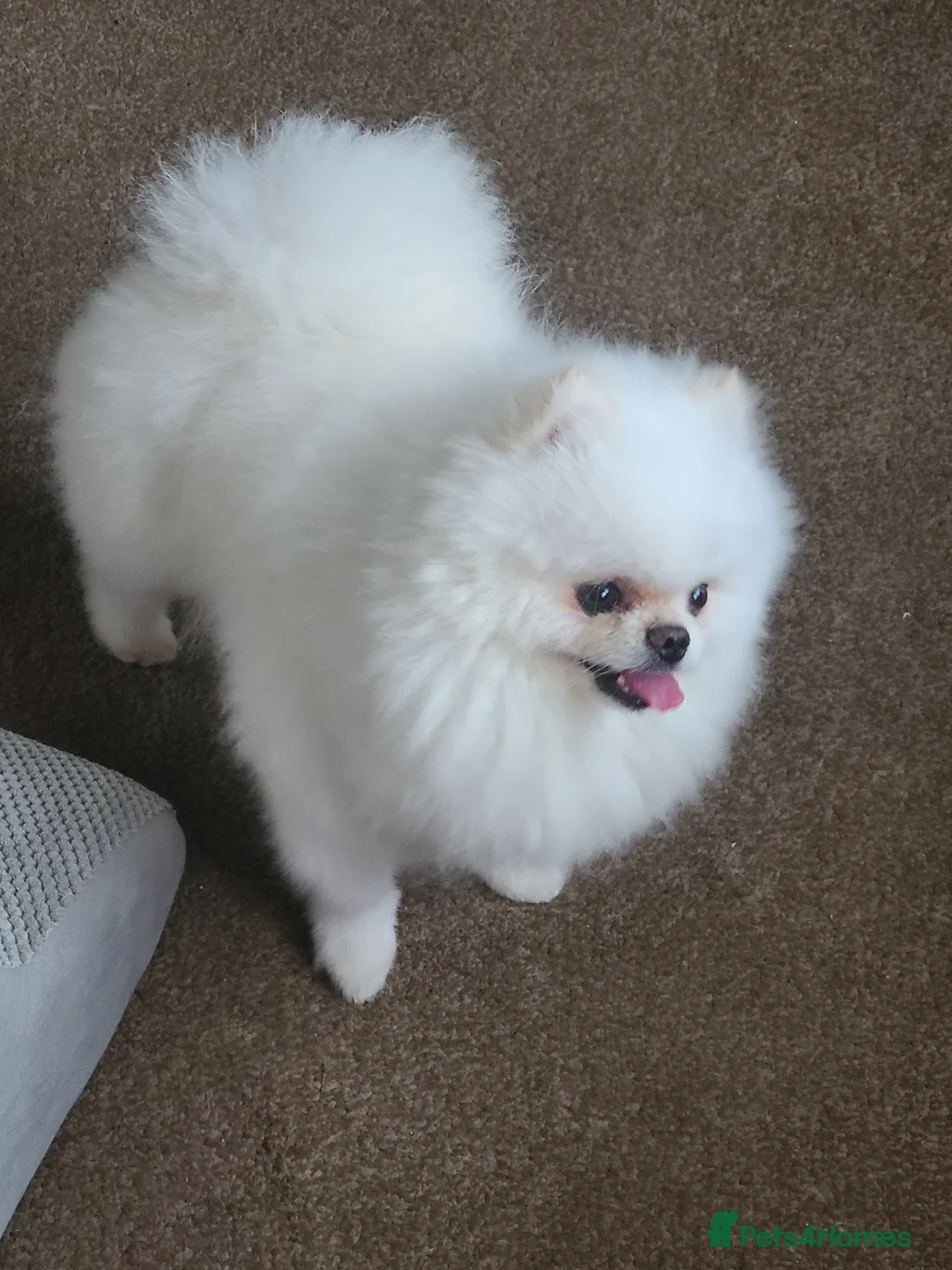 Pomeranian dogs for stud: White KC Registered pomeranian. *Stud duties only* - Advert 19