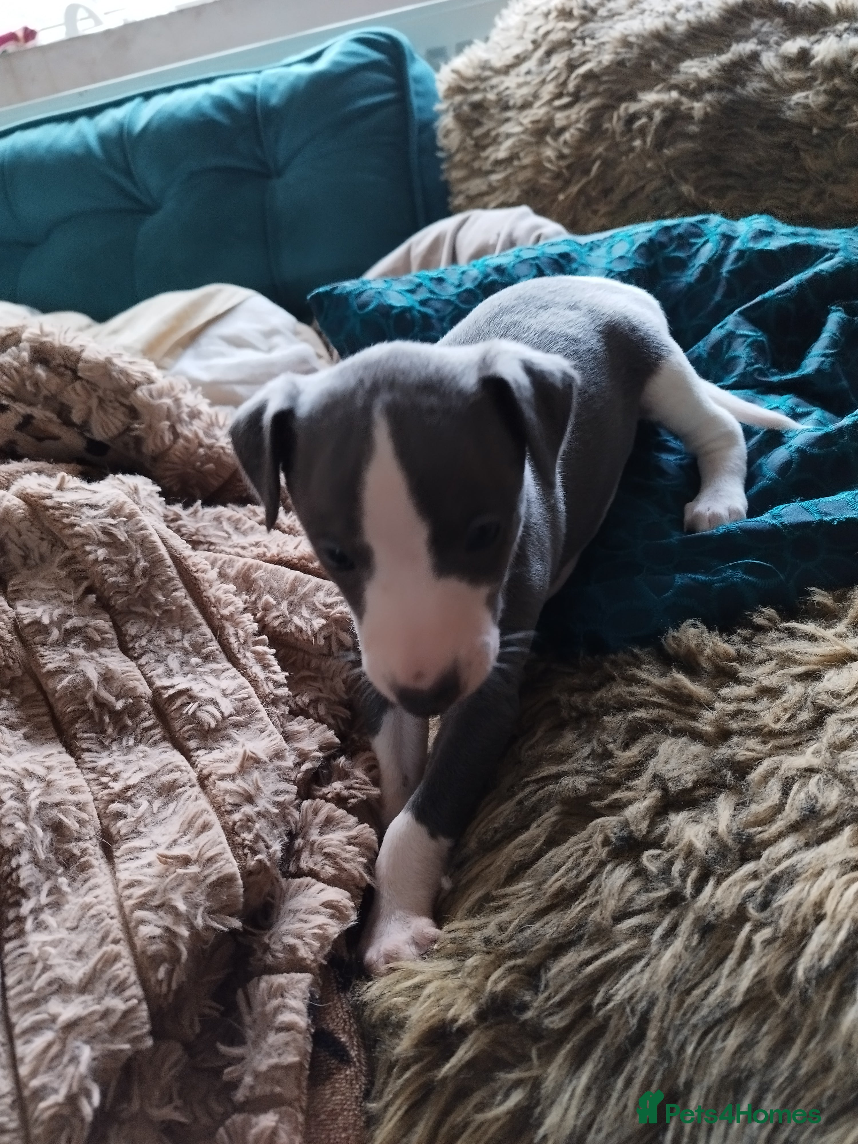 Whippet dogs Beautiful KC registered whippet puppies  - Advert 18