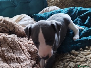 Whippet dogs Beautiful KC registered whippet puppies - Advert 18