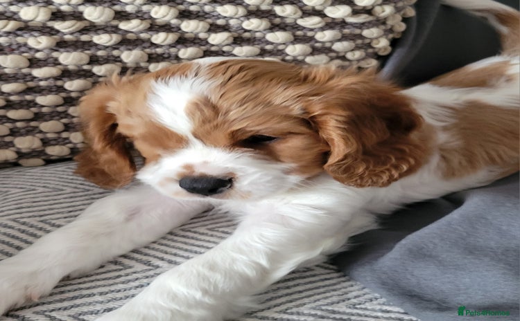 Cavalier King Charles Spaniel dogs - Advert 15