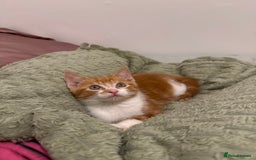 Mixed Breed cats for sale: Ginger & White Kitten Playful, Affectionate 🐾 - Image 4