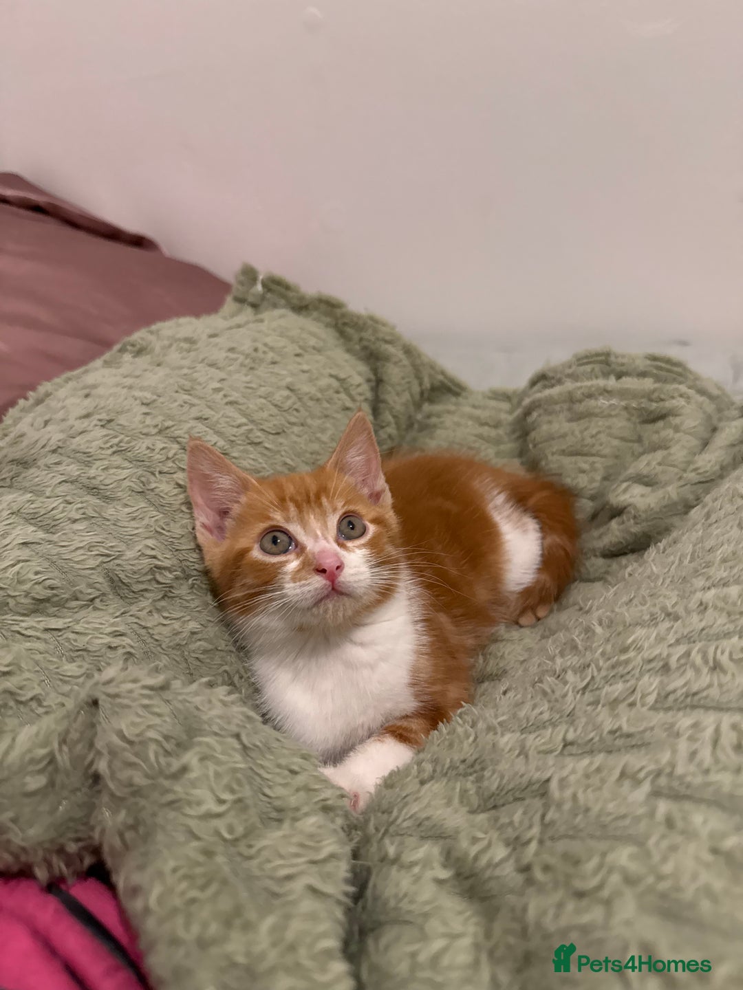 Mixed Breed cats for sale: Ginger & White Kitten Playful, Affectionate 🐾 - Image 4