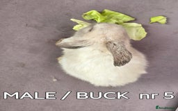Mini Lop rabbits for sale: CUTE MINI-LOPS - Image 15