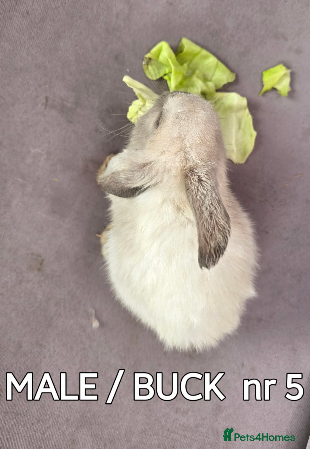 Mini Lop rabbits for sale: CUTE MINI-LOPS - Image 15
