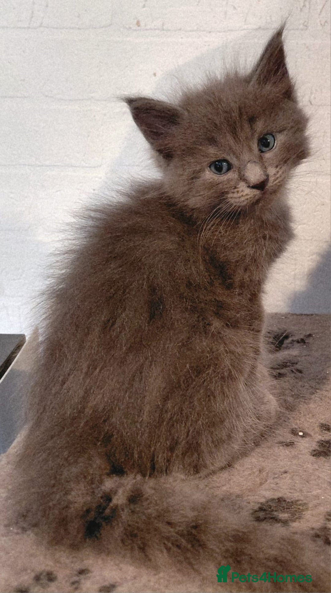 Maine Coon cats for sale: Stunnig Maine coon kittens  - Image 11