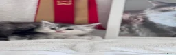 Maine Coon cats for sale: Gorgeous Pedigree Maine Coon Kittens GrCh Parents - Advert 9