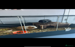 Guinea Pig rodents for sale: 4 male guinea pigs  - Image 2