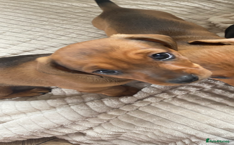 Dachshund dogs - Advert 1
