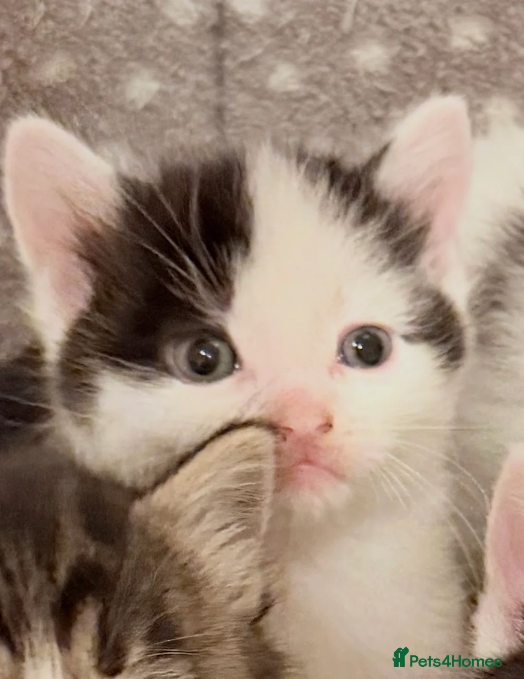 Mixed Breed cats for sale: Cute kittens - Advert 2