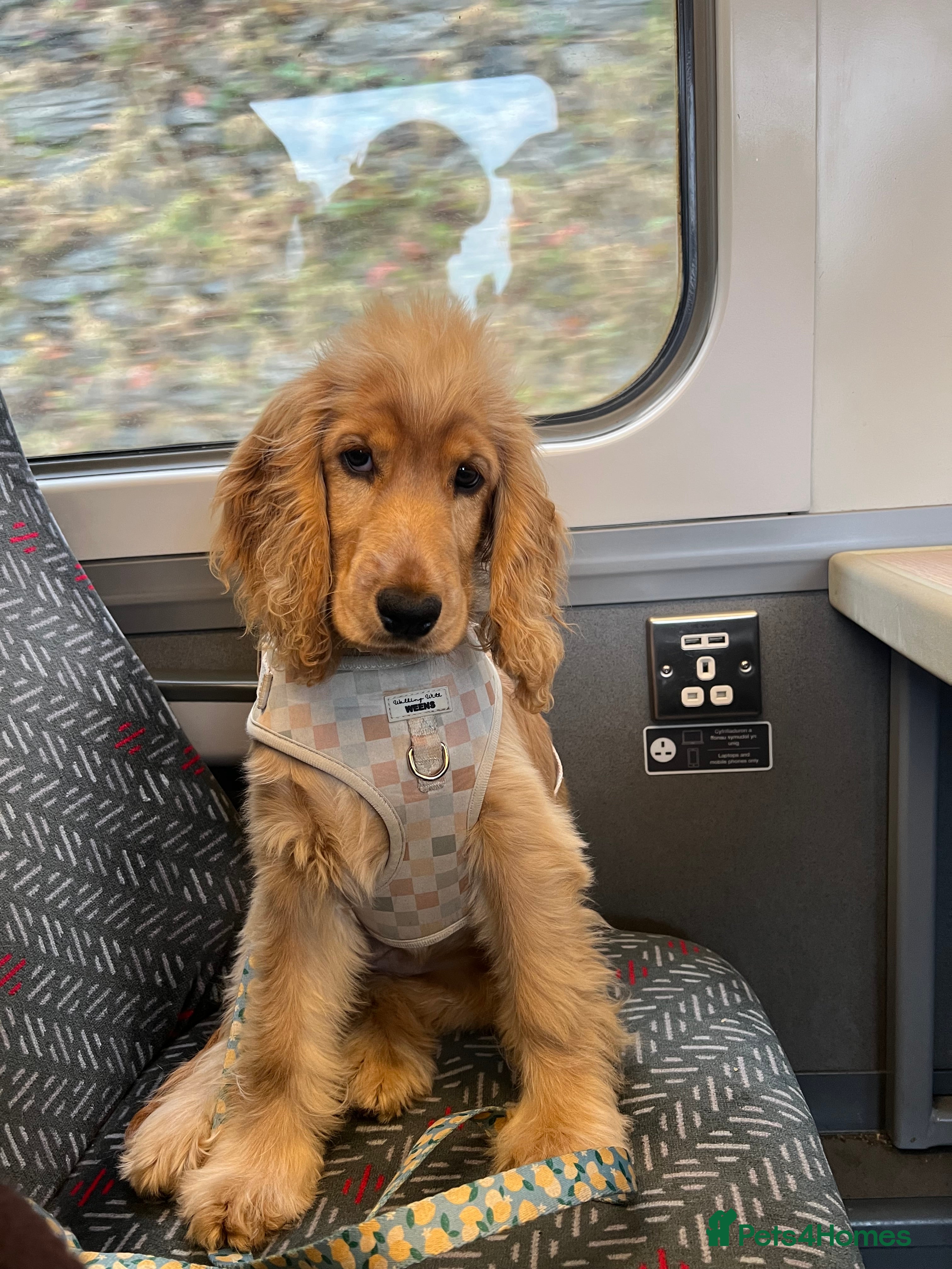 Cocker Spaniel dogs Golden girl show cocker spaniel - 7 months old  - Advert 2