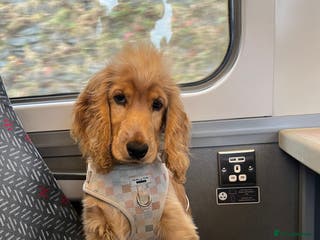 Cocker Spaniel dogs Golden girl show cocker spaniel - 7 months old - Advert 2