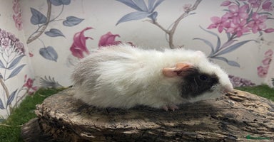 Guinea Pig rodents - Advert 4