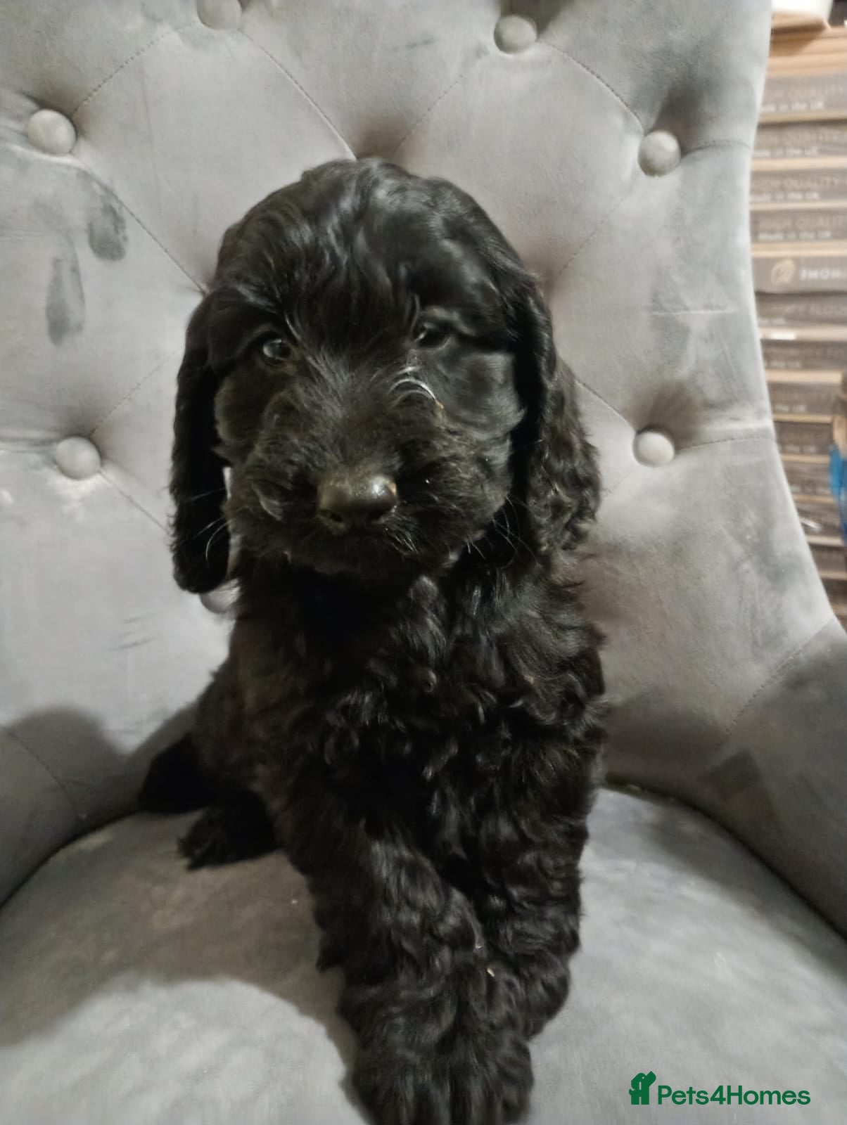 Cockapoo dogs F1 Cockapoo pups for sale - Advert 8