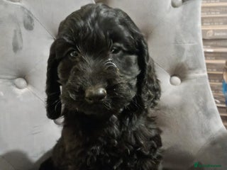 Cockapoo dogs F1 Cockapoo pups for sale - Advert 16