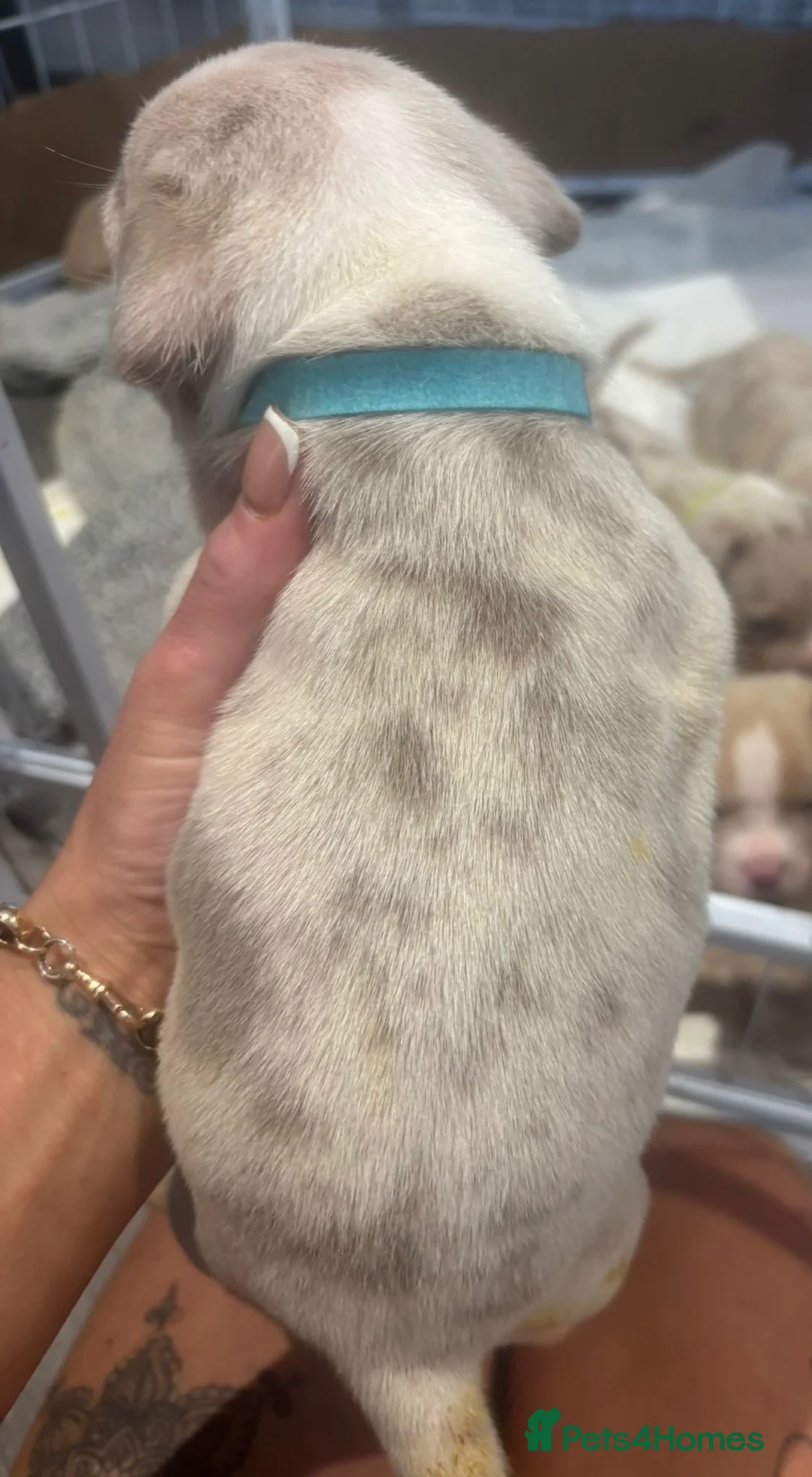 American Bully dogs for sale: Pocket bully puppies - Advert 16