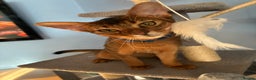 Abyssinian cats for sale: Abyssinian kitten looking for his new forever home - Advert 17