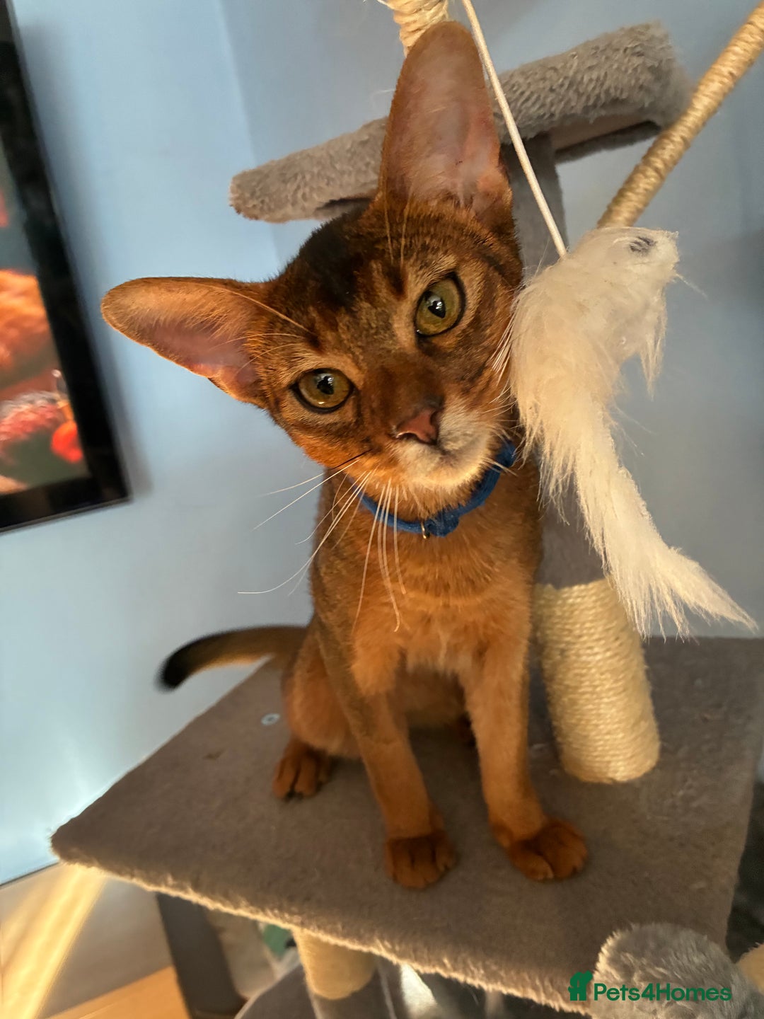 Abyssinian cats for sale: Abyssinian kitten looking for his new forever home - Advert 17