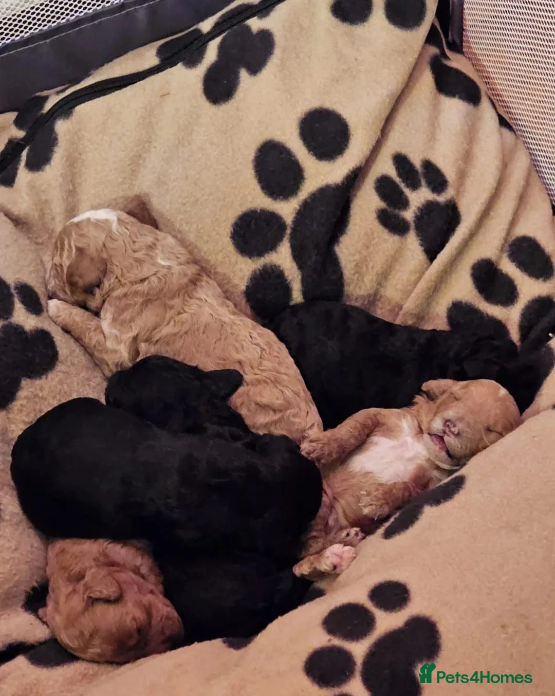 Cockapoo dogs for sale: Cockerpoo Puppies for sale - F1B in Crawley - Advert 21