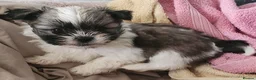 Mixed Breed dogs for sale: ADORABLE PUPPIES in Manchester - Advert 8