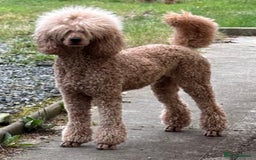 Poodle dogs for sale: Standard Poodle Red  IKC Champion lines - Image 5